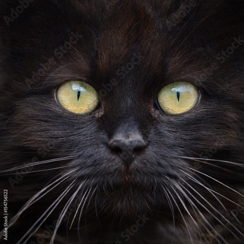 Brown cat portrait