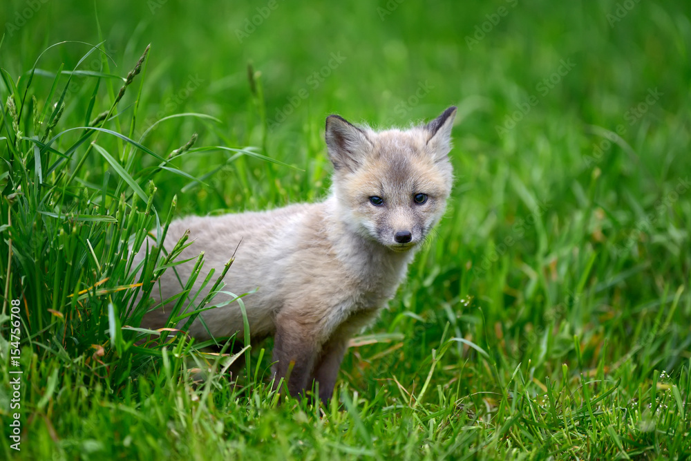 Baby silver fox