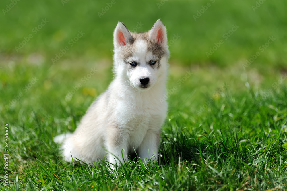 Cute little husky puppy