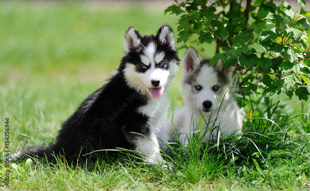 Cute little husky puppy Cute little husky puppy
