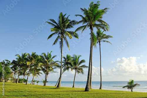 Palm trees at the beach