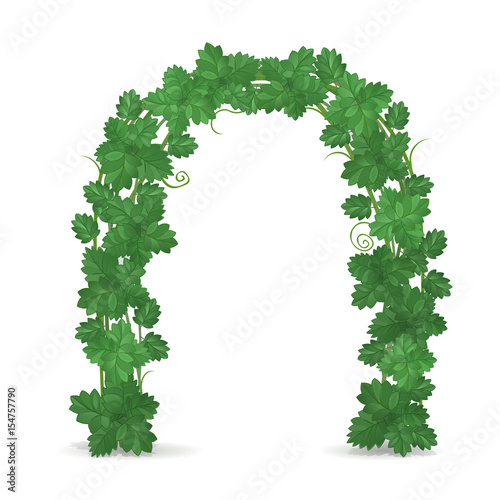 Arch of green foliage isolated on white background. Floral design. Wedding decoration. Vector illustration.