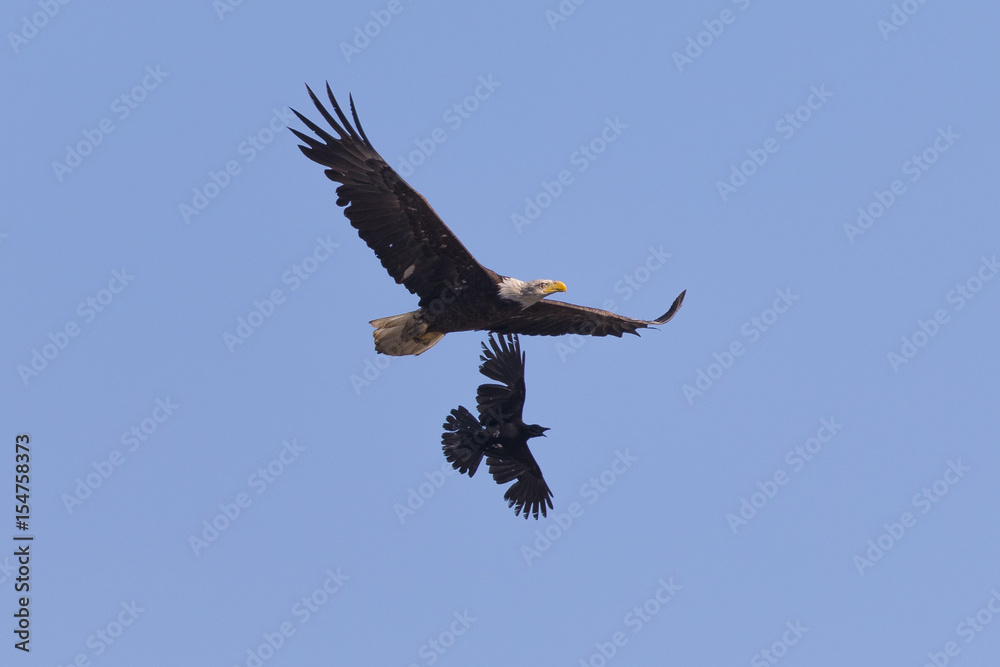 Obraz premium Bald eagle flying while fighting with crows, seen in the wild in North California