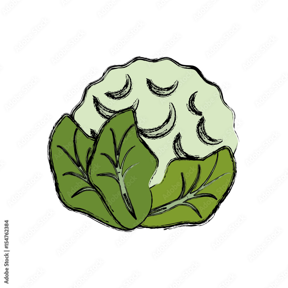 cauliflower vegetable natural vector icon illustration graphic design cauliflower vegetable natural vector icon illustration graphic design
