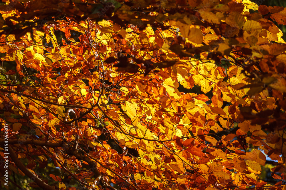liście na drzewie jesień - obrazy, fototapety, plakaty 