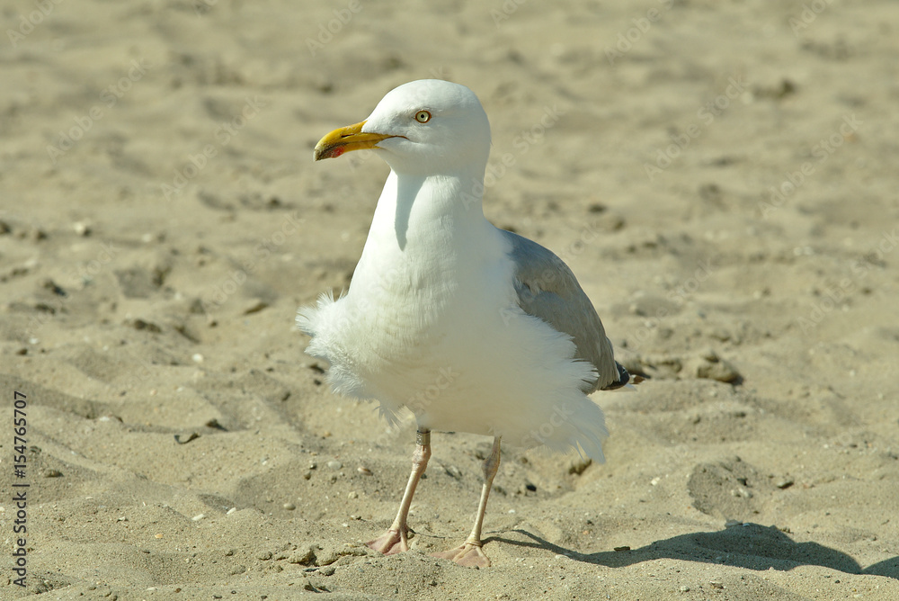 Seagull on the beach Seagull on the beach