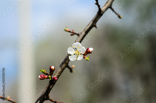 Branch of the blossoming apricot tree