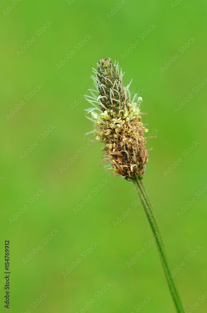 Spitzwegerich, Blüte Spitzwegerich, Blüte