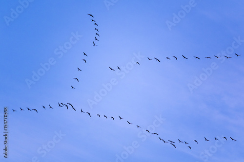 Aura of gooses against blue sky