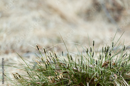 Tussock cottongrass flowering © Mps197