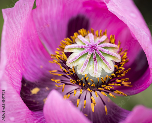 closeup of a pink Papaver somniferum (opium poppy) wild flower photo