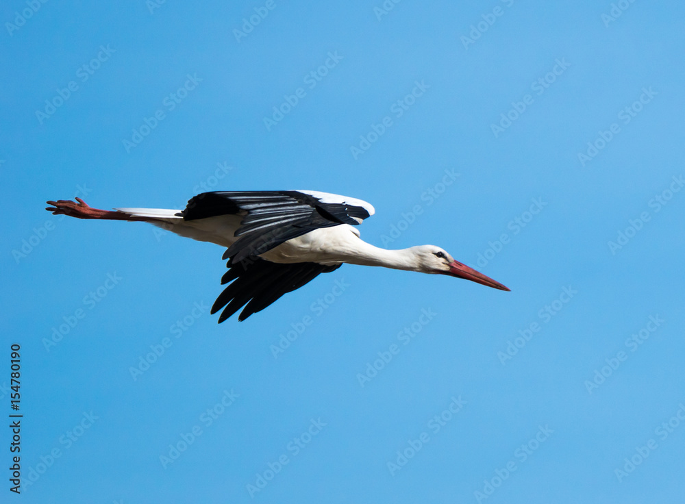 Fototapeta premium En Stork som är på väg in för landning