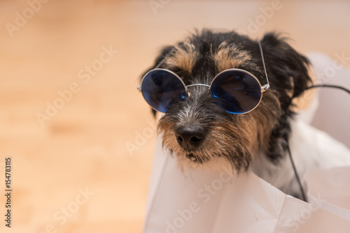 Crazy little dog in paper bag © Karoline Thalhofer