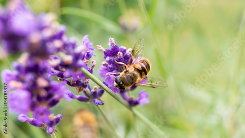 Biene auf einem Lavendelzweig