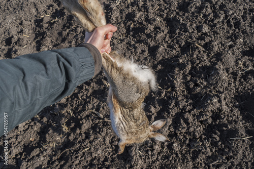 Dead rabbit at the end of the game