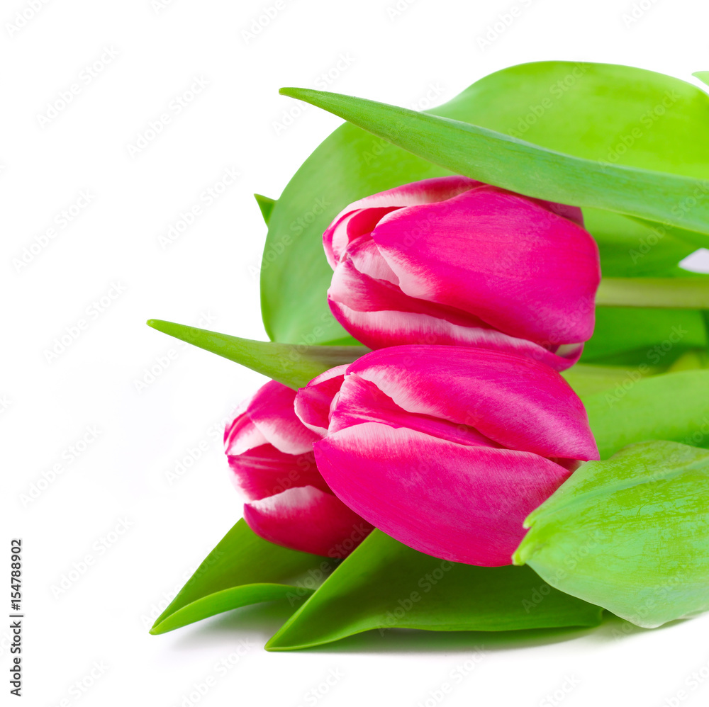 Pink tulip flowers Pink tulip flowers