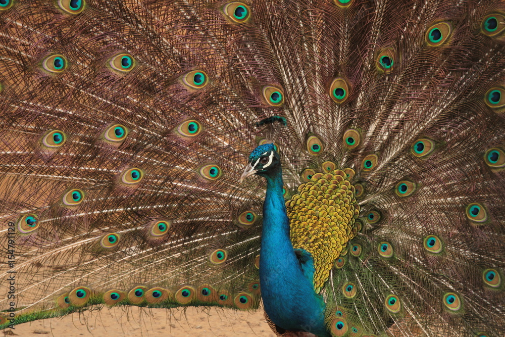Naklejka premium Male Indian Blue Peafowl displaying