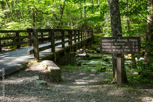 Фотография Hiking Trail In The Great Smoky Mountains