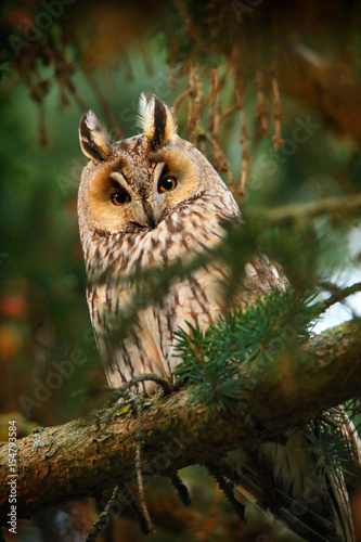long-eared owl in forest