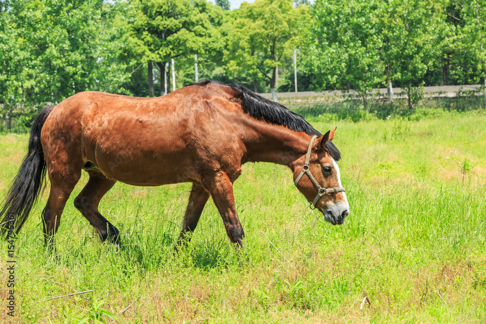 Fototapeta premium Horse eating grass in a meadow