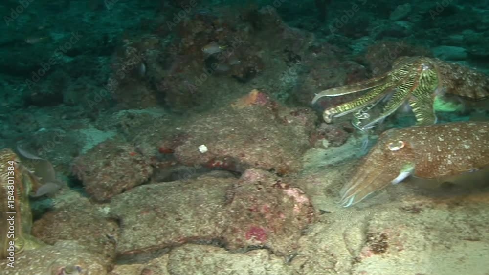 Oman, diving the Arabian sea, Cuttlefish Oman, diving the Arabian sea, Cuttlefish