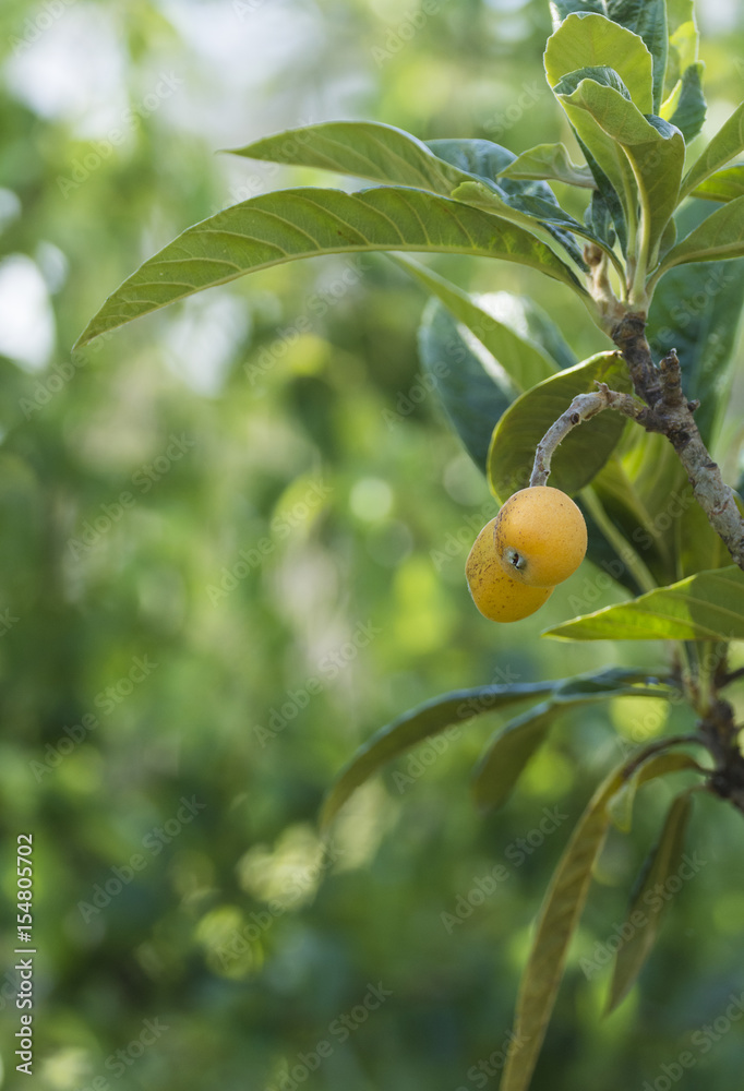 Obraz premium yellow loquat fruit on the tree