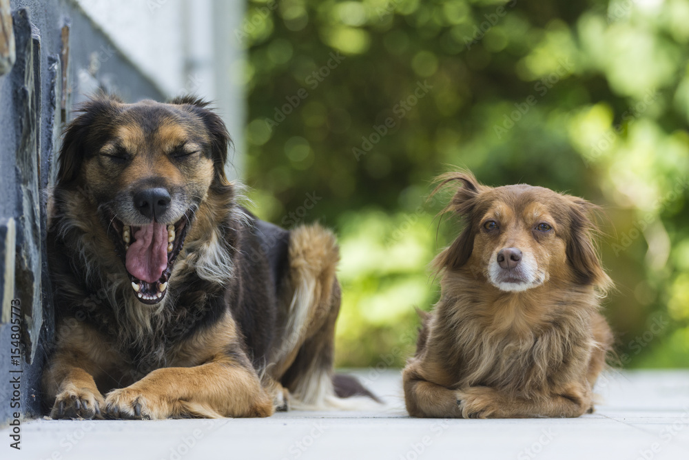 Two dogs lying in the yard Two dogs lying in the yard