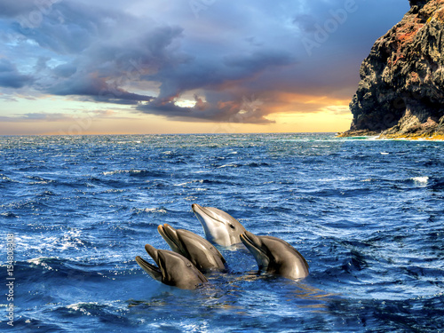 Delphine im Meer bei Los Gigantes, Teneriffa, Kanarische Inseln photo