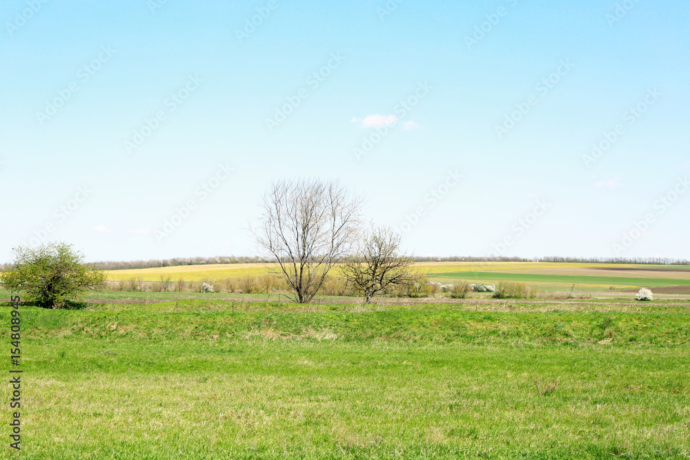 Fototapeta premium Landscape of green field and blue sky with white clouds