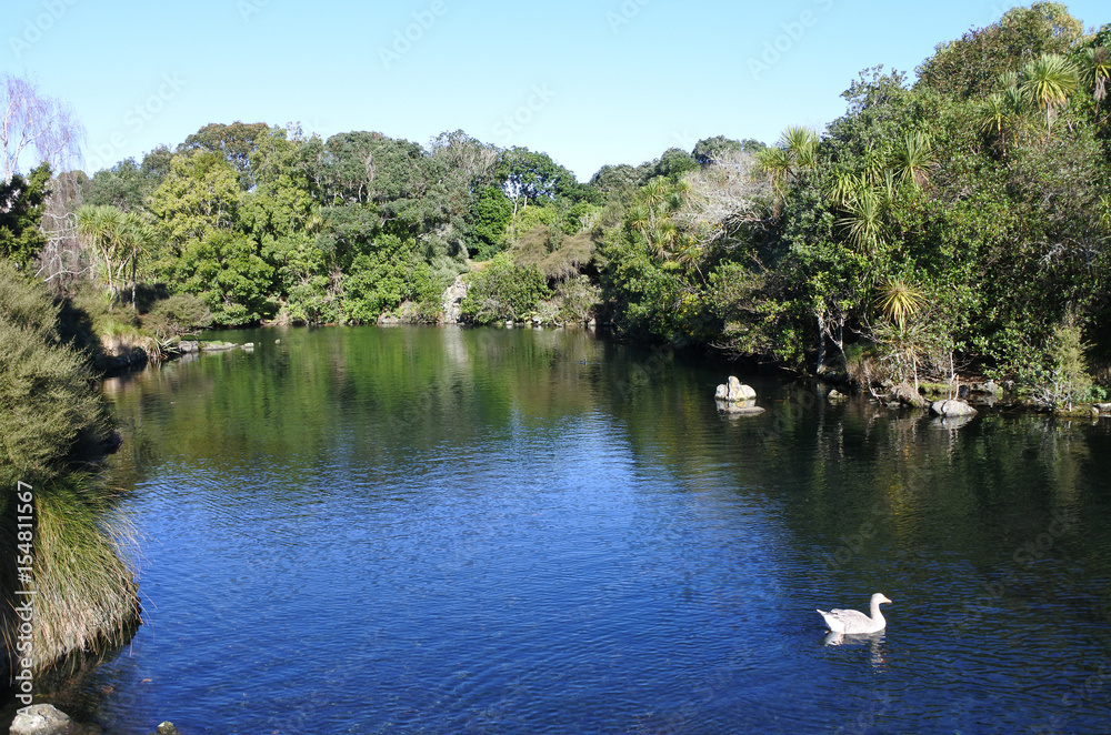 White geese swim in  Western Springs park in Auckland New Zealand