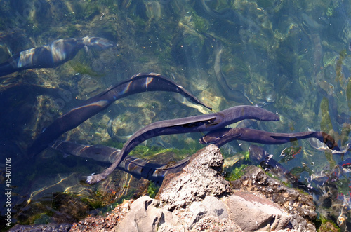 Longfin Eels