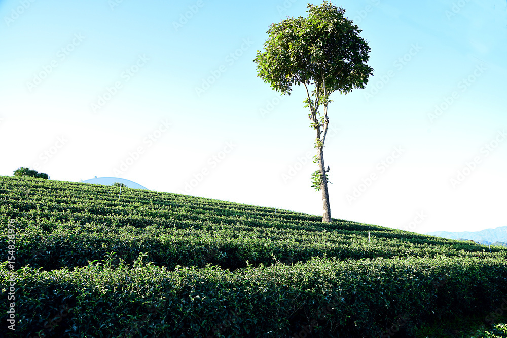 Obraz premium Green tea plantation