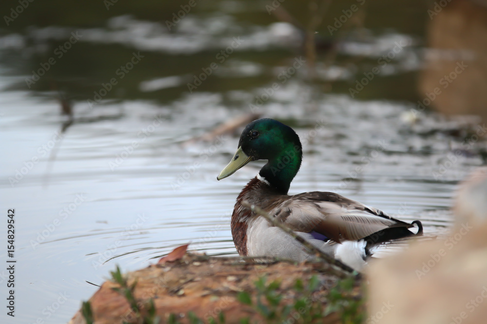 Mallard Mallard