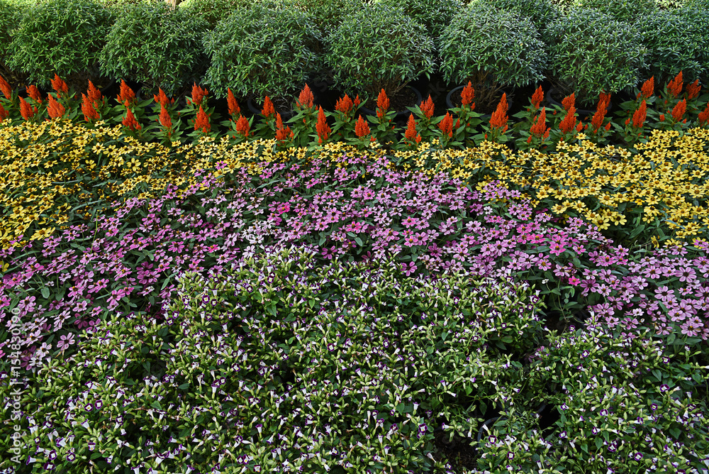 Fotografie Ornamental flower garden