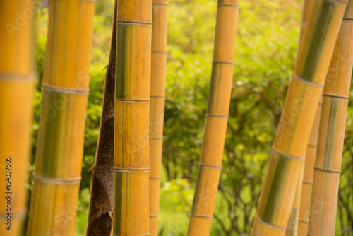 Special yellow bamboo variety in Japan