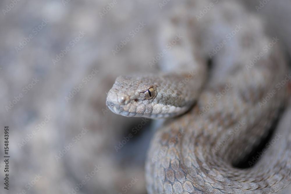 Twin-spotted Rattlesnake Twin-spotted Rattlesnake