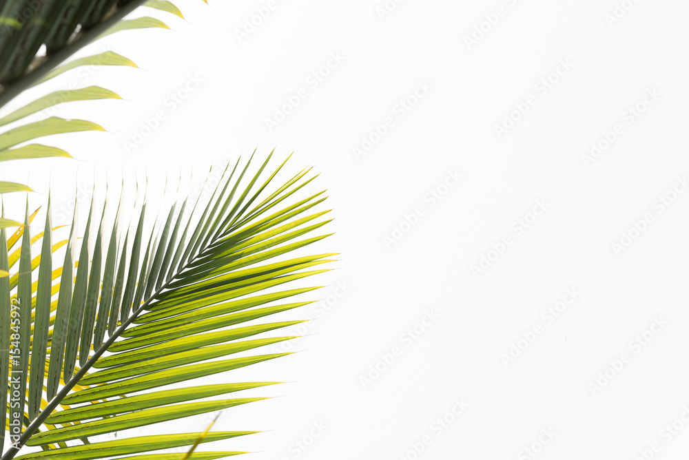 Fototapeta premium Green leaves of palm tree