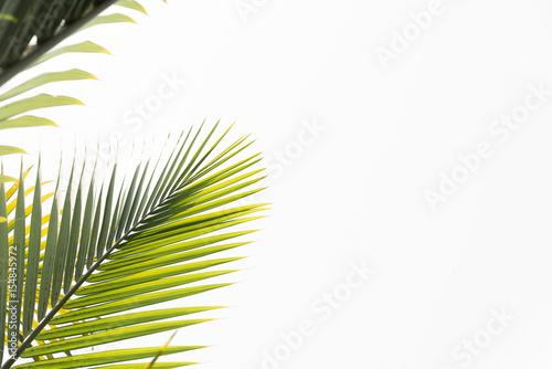 Green leaves of palm tree