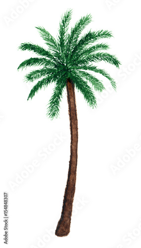 Palm tree in watercolor.