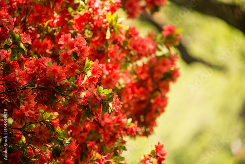 Red azalea blooms in a garden
