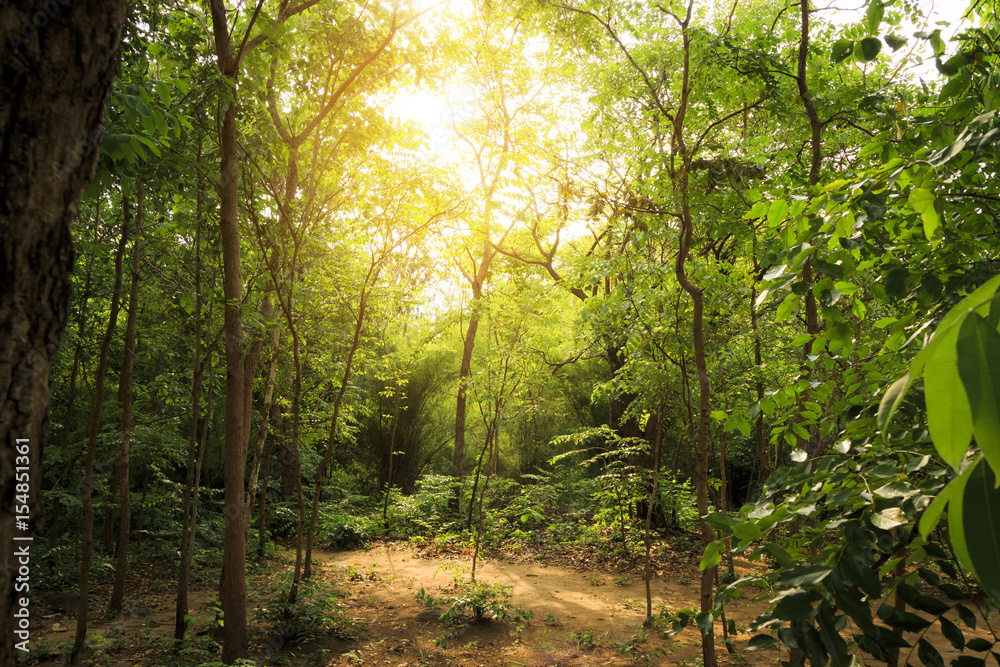 forest trees with sunlight