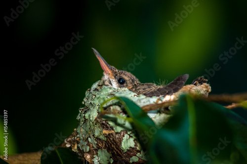 Baby hummingbird still in the nest photo