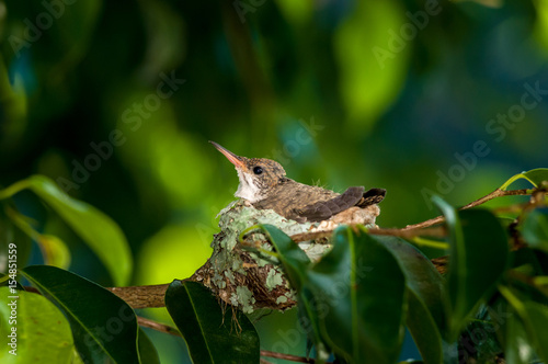 Baby hummingbird still in the nest photo
