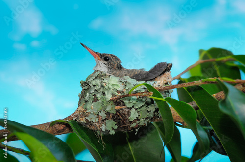 Baby hummingbird still in the nest photo