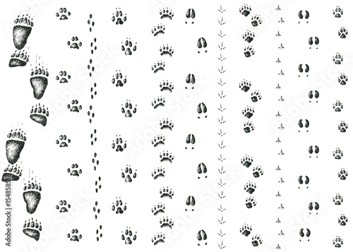 Vector set of walking wild wood animal and bird tracks