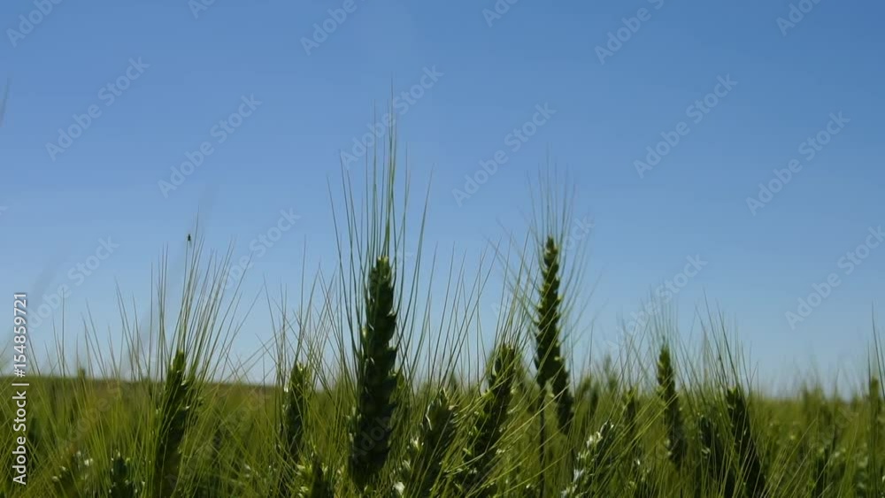 Close-up shot of Palouse green wheat field that has grown abundantly under the sun in USA. Close-up shot of Palouse green wheat field that has grown abundantly under the sun in USA.