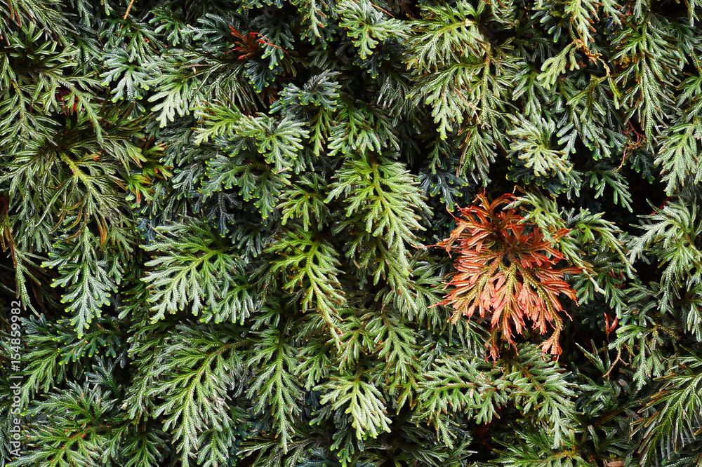 Details of the nature for background Details of the nature for background