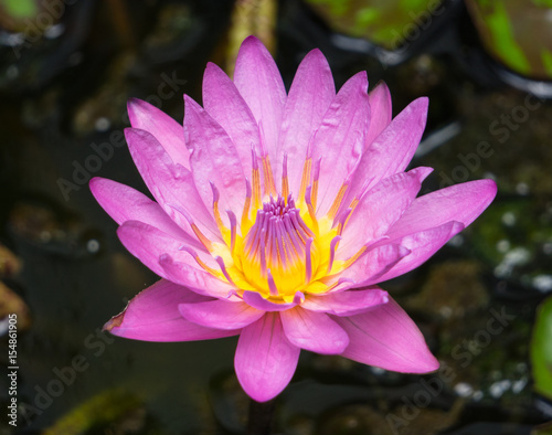 Brilliant Colored Water Lily