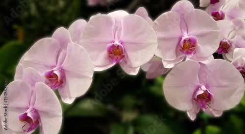 Stem of Beautiful Pink Orchids