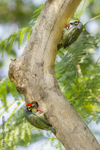 Bird in nature,Coppersmith Barbet (Megalaima haemacephala Statius Muller, 1776) photo